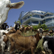 Goats protect homes from wildfire in Laguna Beach, CA.